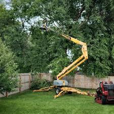 How Our Tree Care Process Works  in  Saylorsburg, PA