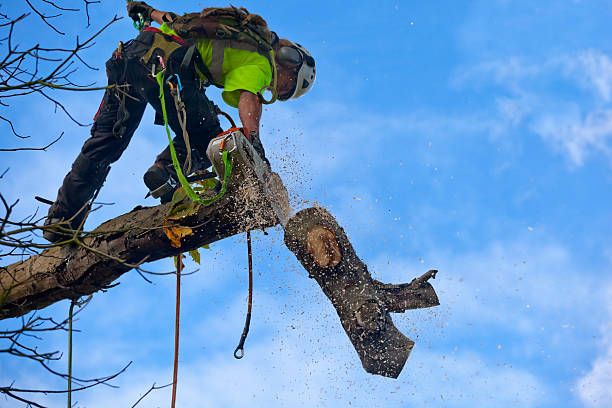 Best Utility Line Clearance  in Saylorsburg, PA